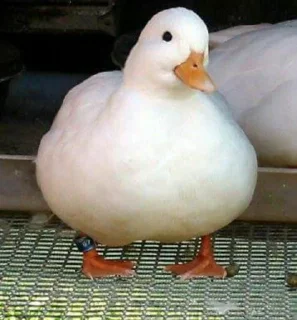 😌
