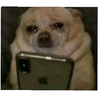 🐶