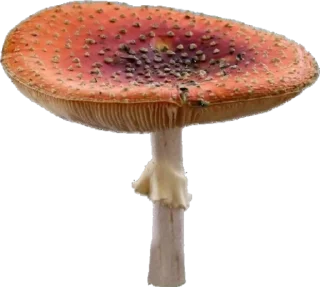 🍄