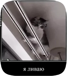 🐱