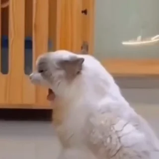 🤩
