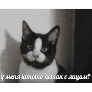 😺