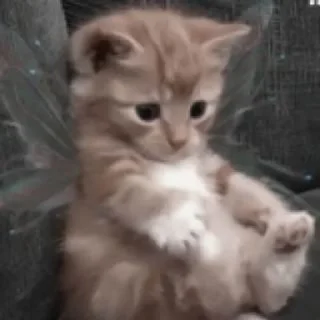 🦋