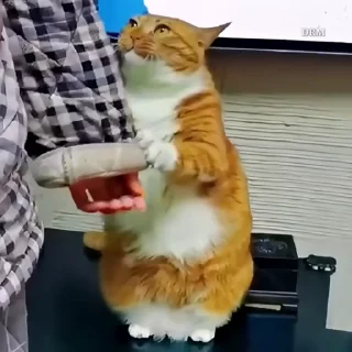 🐾