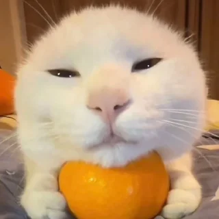 🍊
