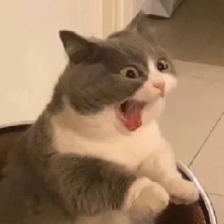 🐶