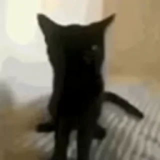 🐈‍⬛