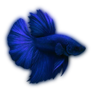 💙