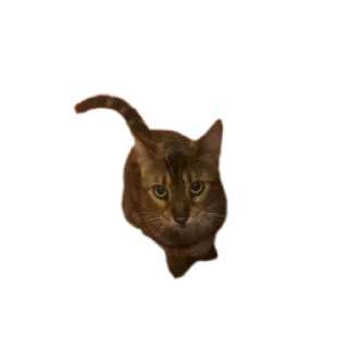 🐱