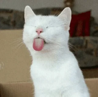 🐈