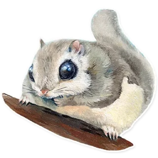 🐿