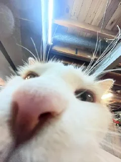 👃