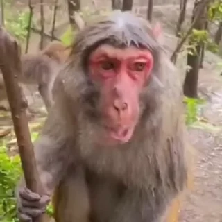 😲