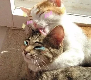 🐱