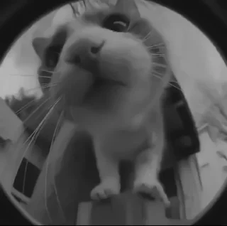 🐈‍⬛️
