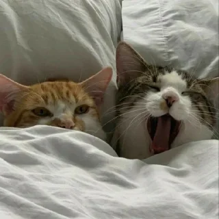 😴