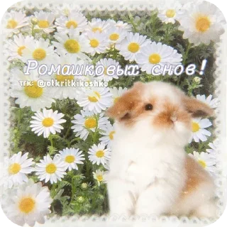 🐶