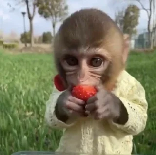 🍓