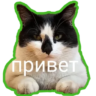 🤚