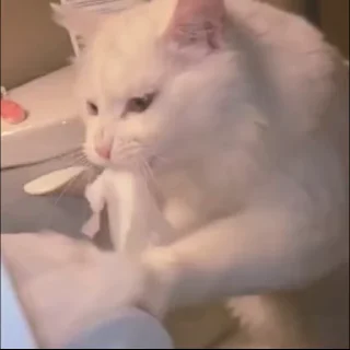 🧻