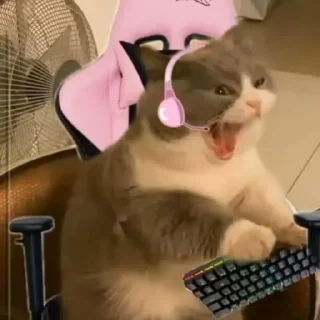 🖥
