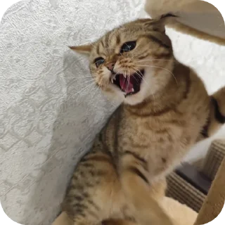 😡