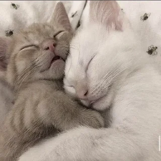 💤