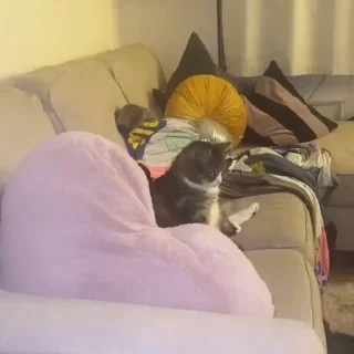 🐈
