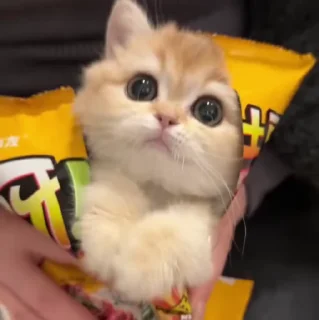 🐱