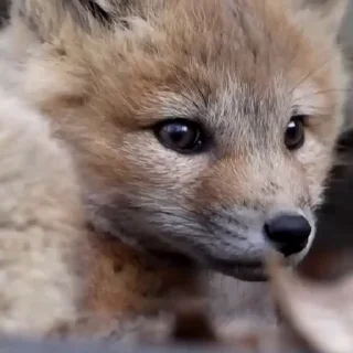 🤩