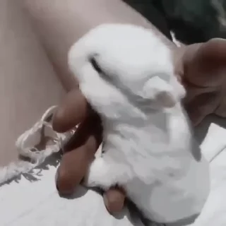 🐇