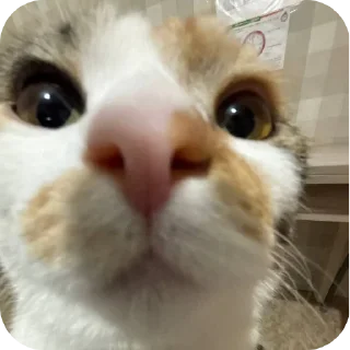🐱