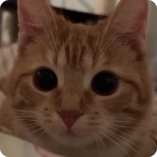 😻