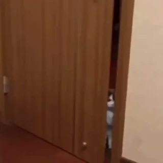 🐈