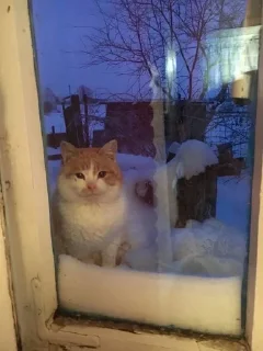 🐱