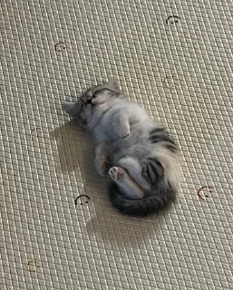 🐱