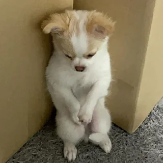 🐶