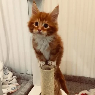 🥺
