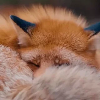 🤩