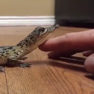 🥺