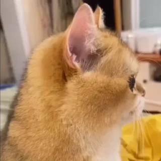 🤩