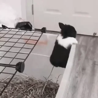 🐇