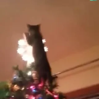 🌟
