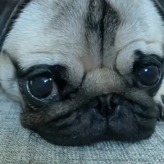 🐶