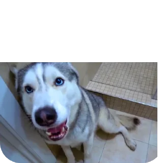 🐶
