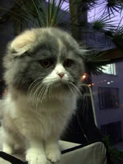 🐱