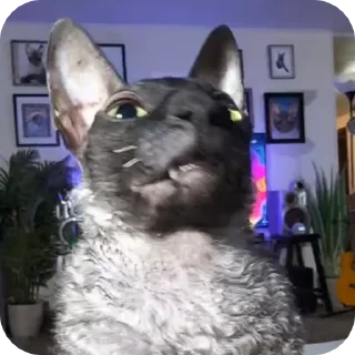 🌟