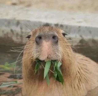 😋