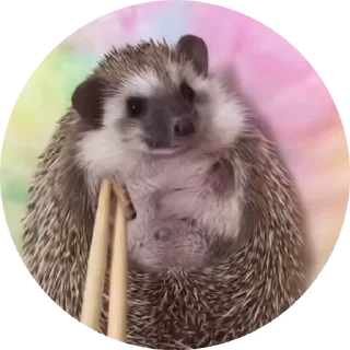 🦔