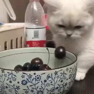 🍒